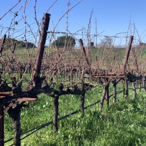 Our Trip to Napa: Part 1